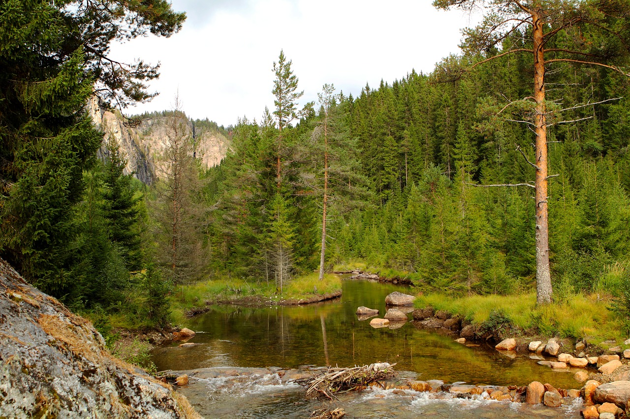 forest  river  stones free photo