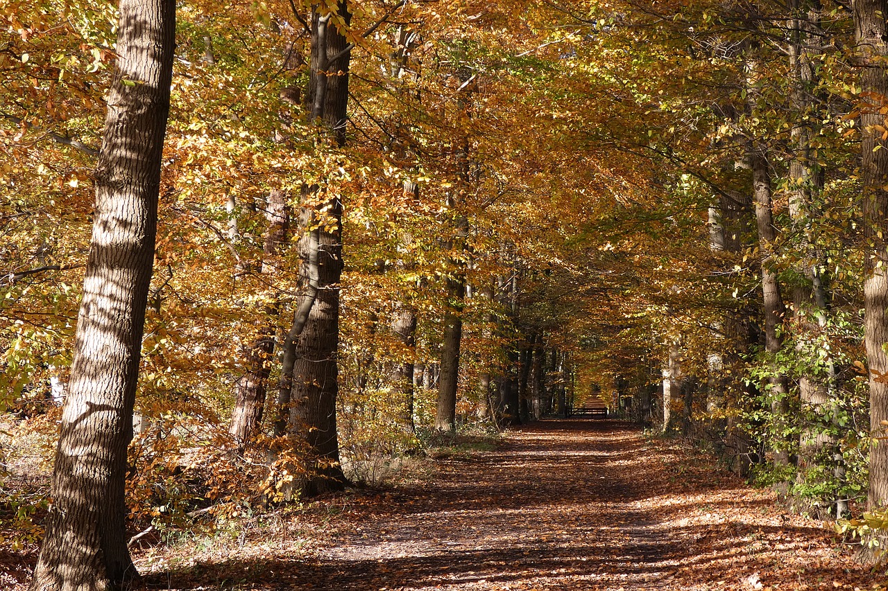 forest  leaves  all free photo