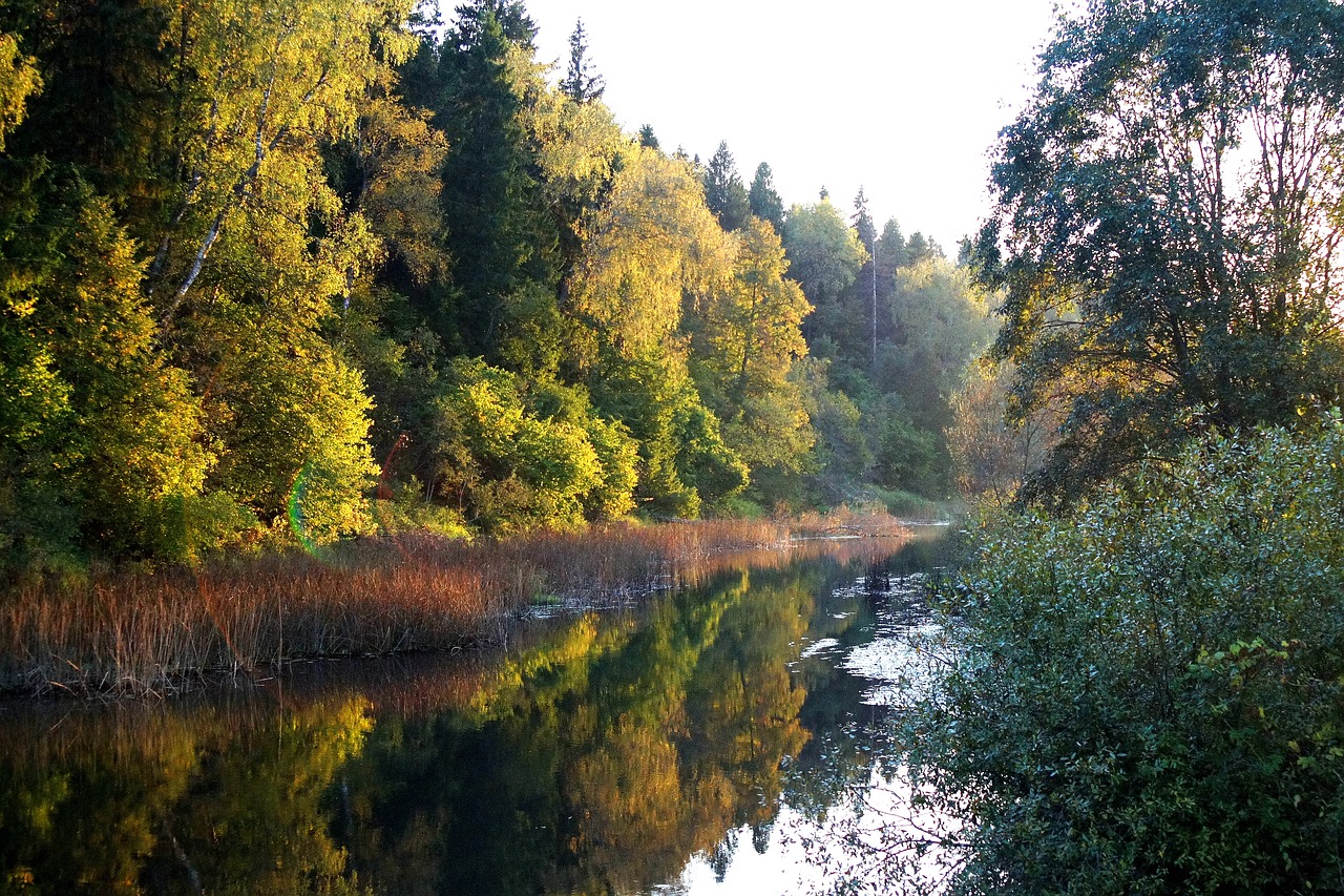 forest  river  autumn free photo