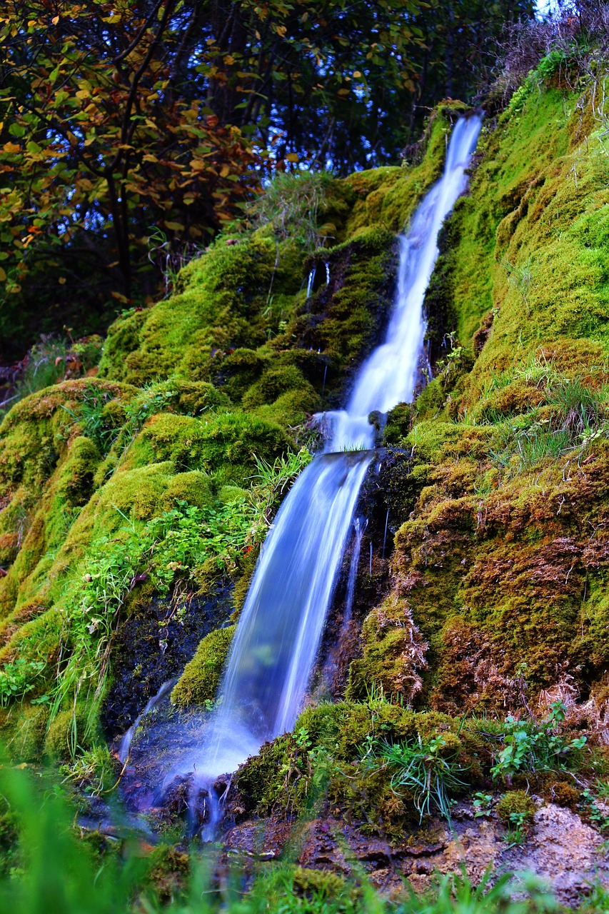 forest  nature  creek free photo