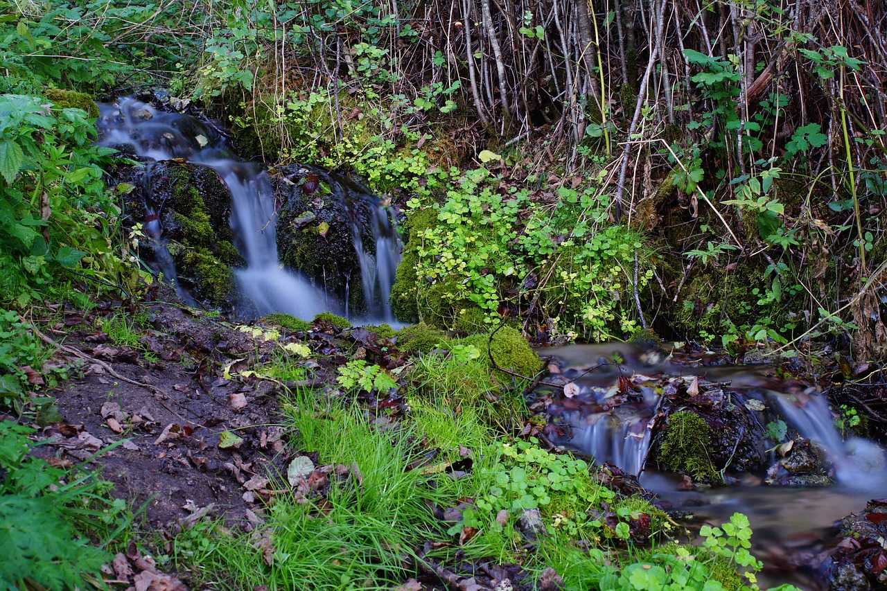 forest  nature  creek free photo