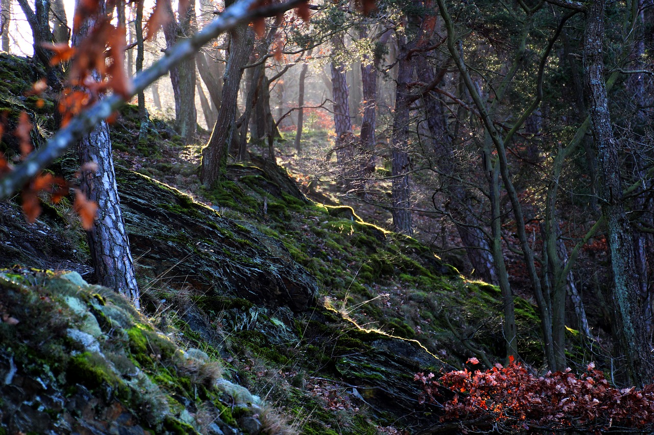 forest  light  morning free photo