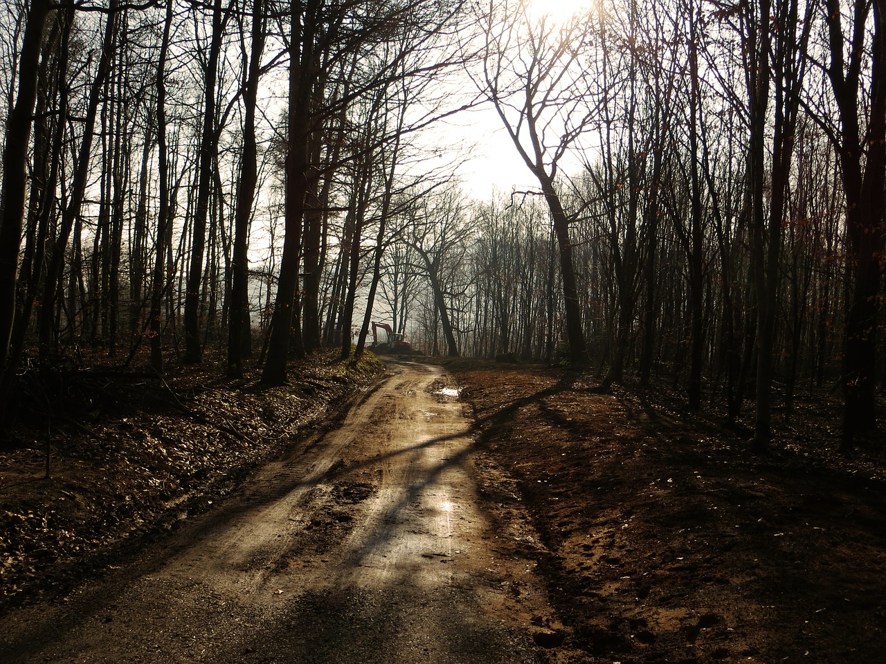 forest forest path away free photo