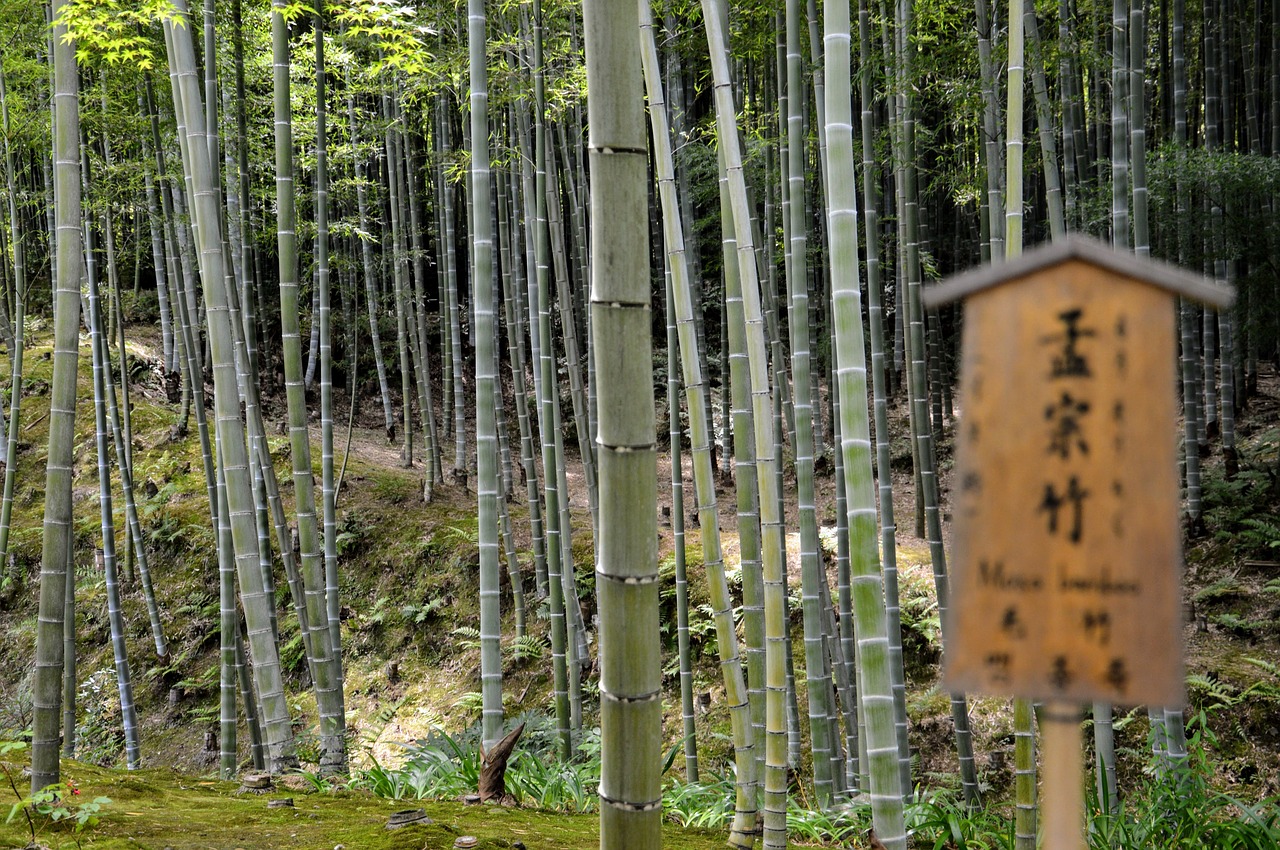forest  bamboo  japan free photo