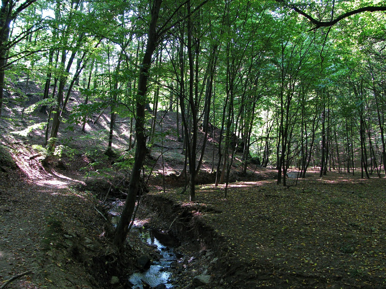 forest wood trees free photo