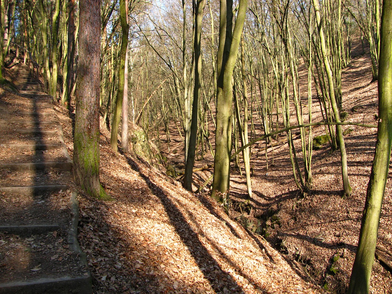 forest wood trees free photo