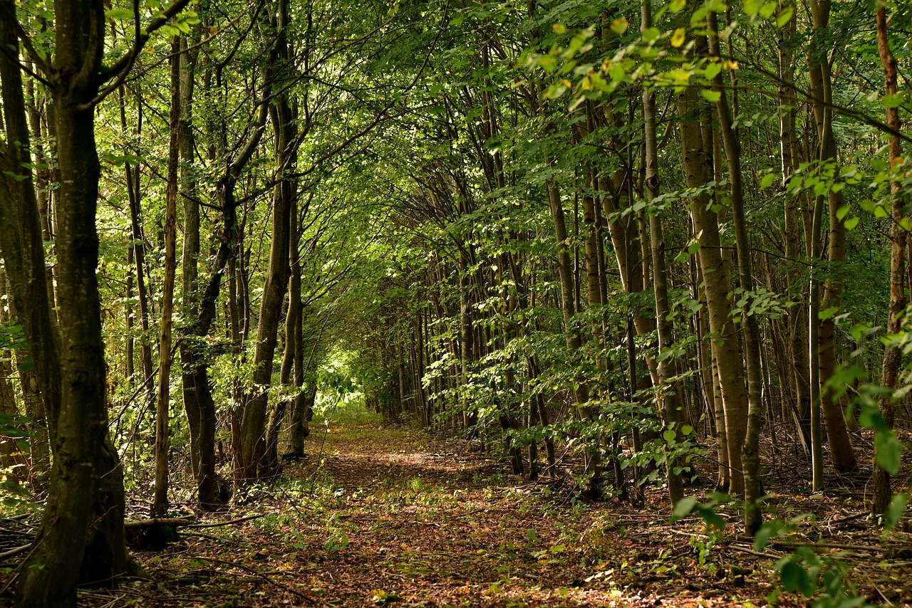 forest  away  forest path free photo