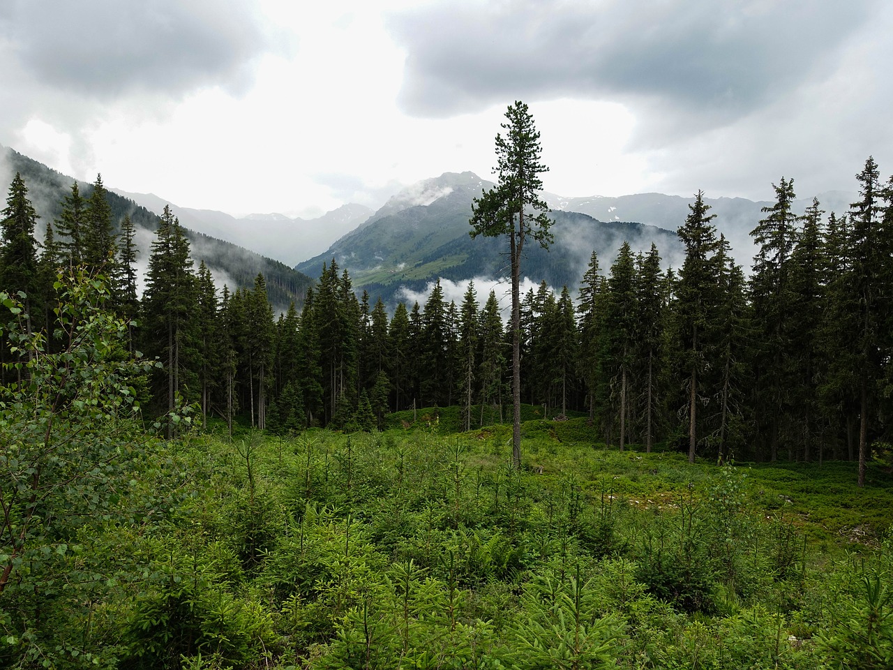 forest  tree  mountain free photo