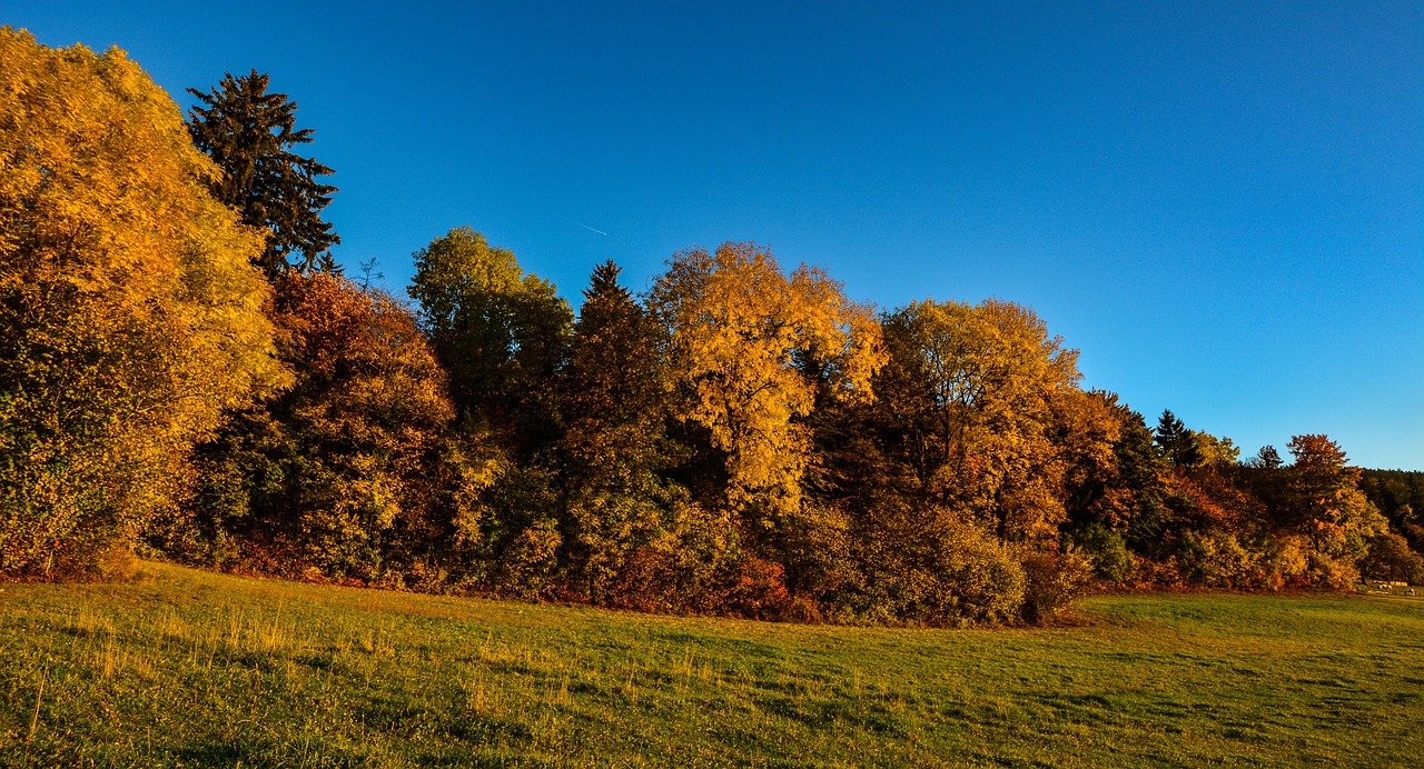 forest  fall  leaves free photo