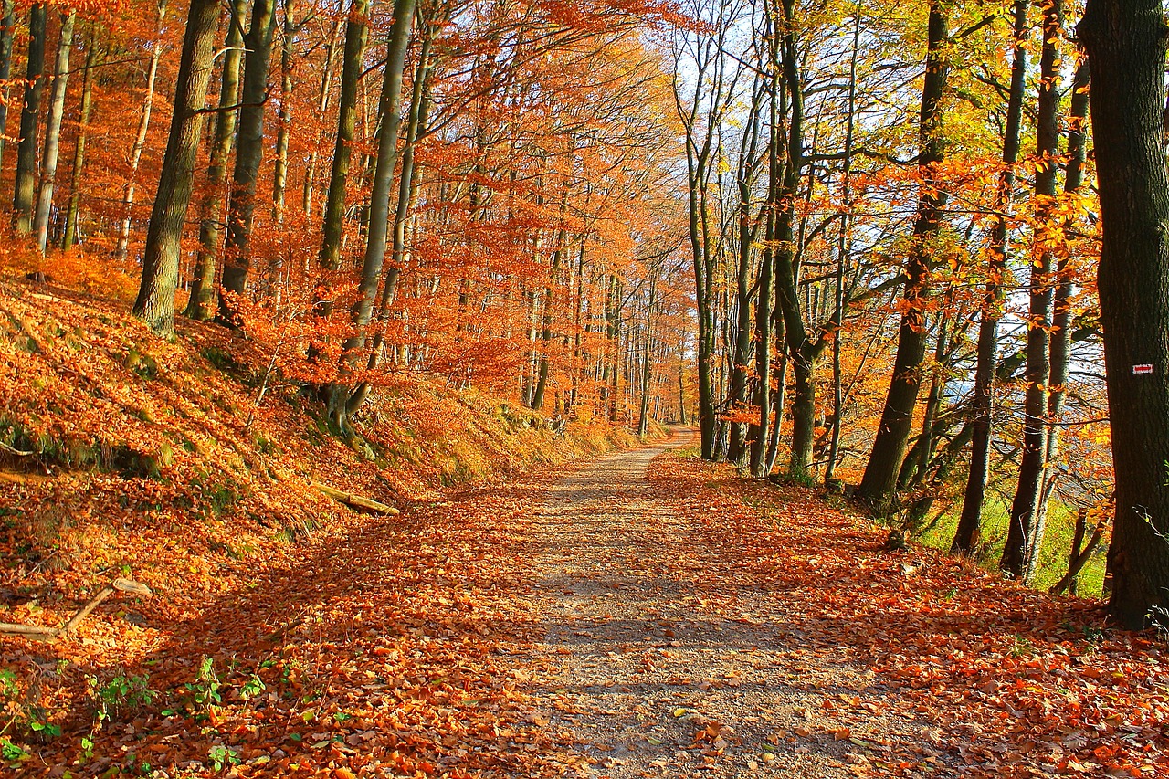 forest  nature  trees free photo