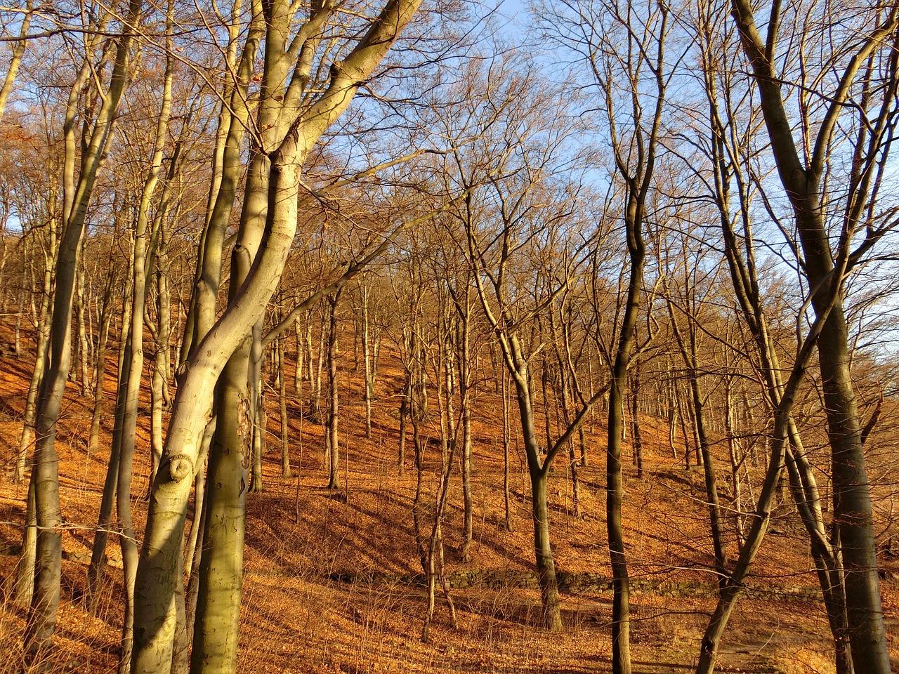 forest trees autumn free photo