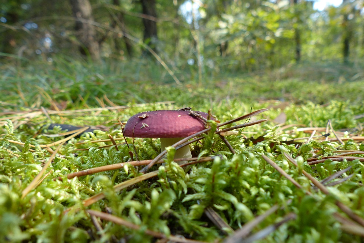 forest  autumn  moss free photo