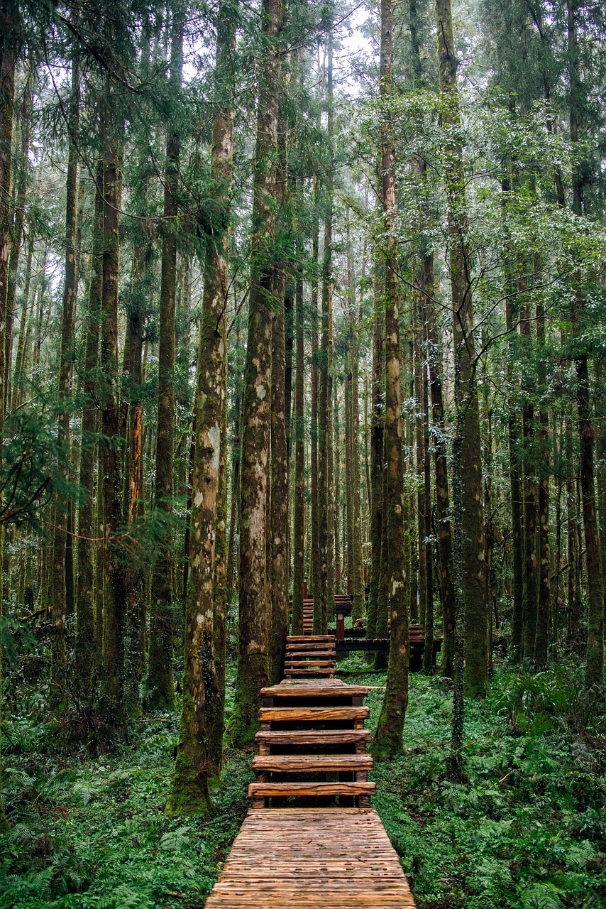 forest  nature  green free photo