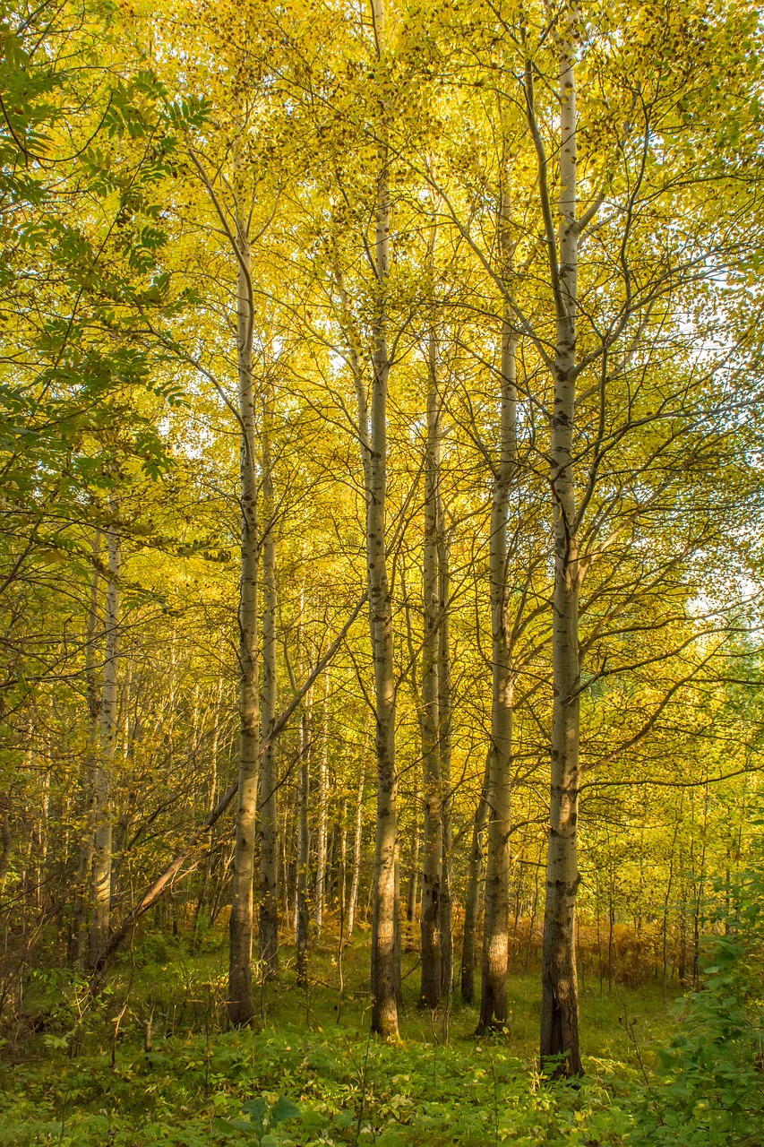 forest  autumn  in the fall of free photo