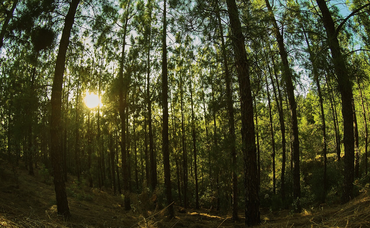 forest  forests  pine forest free photo