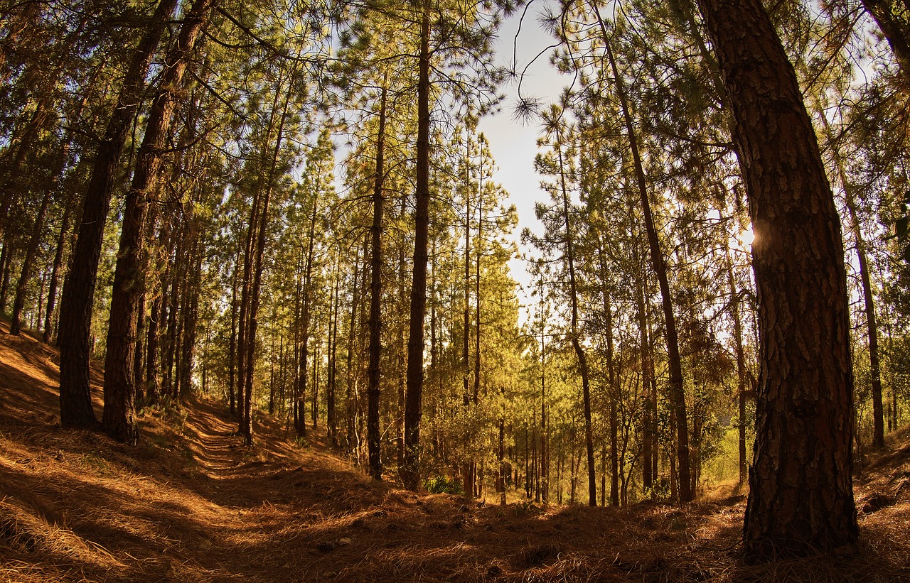 forest  forests  pine forest free photo