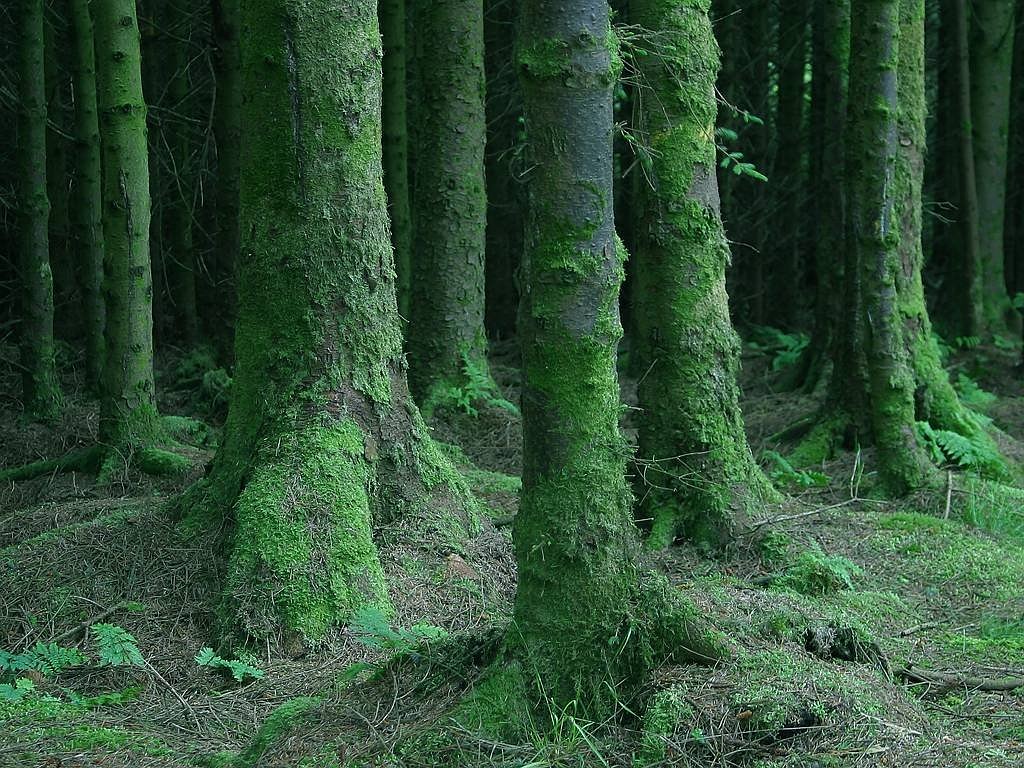 forest trees moss free photo