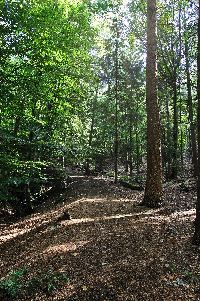 forest  nature  autumn free photo