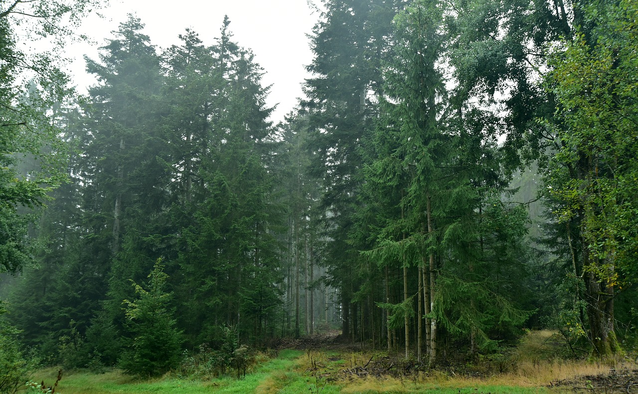 forest  autumn  nature free photo