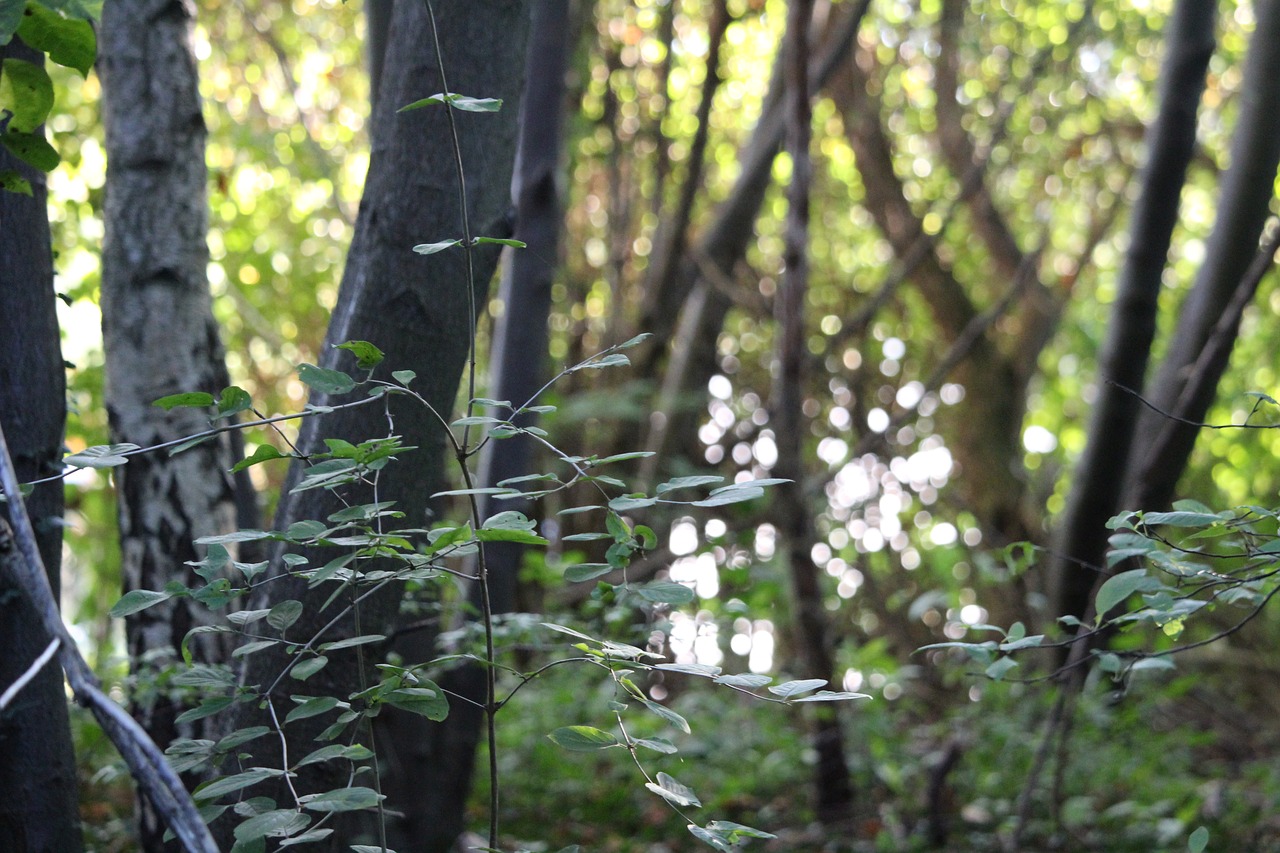 forest  trees  autumn free photo