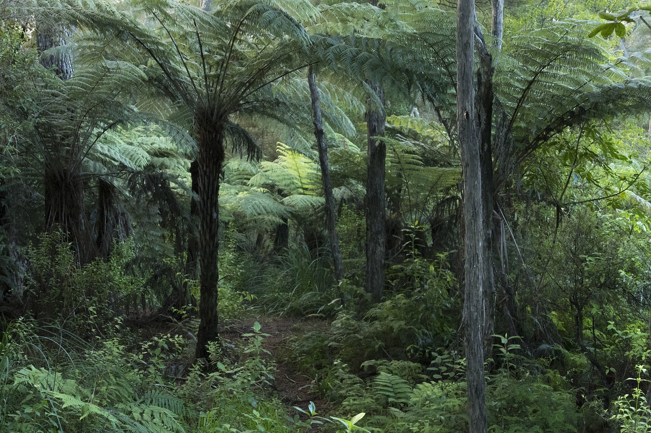 forest  new zealand  native bush free photo