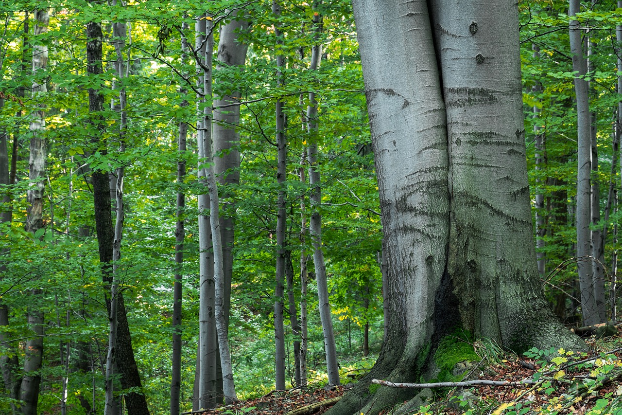 forest  tree  autumn free photo