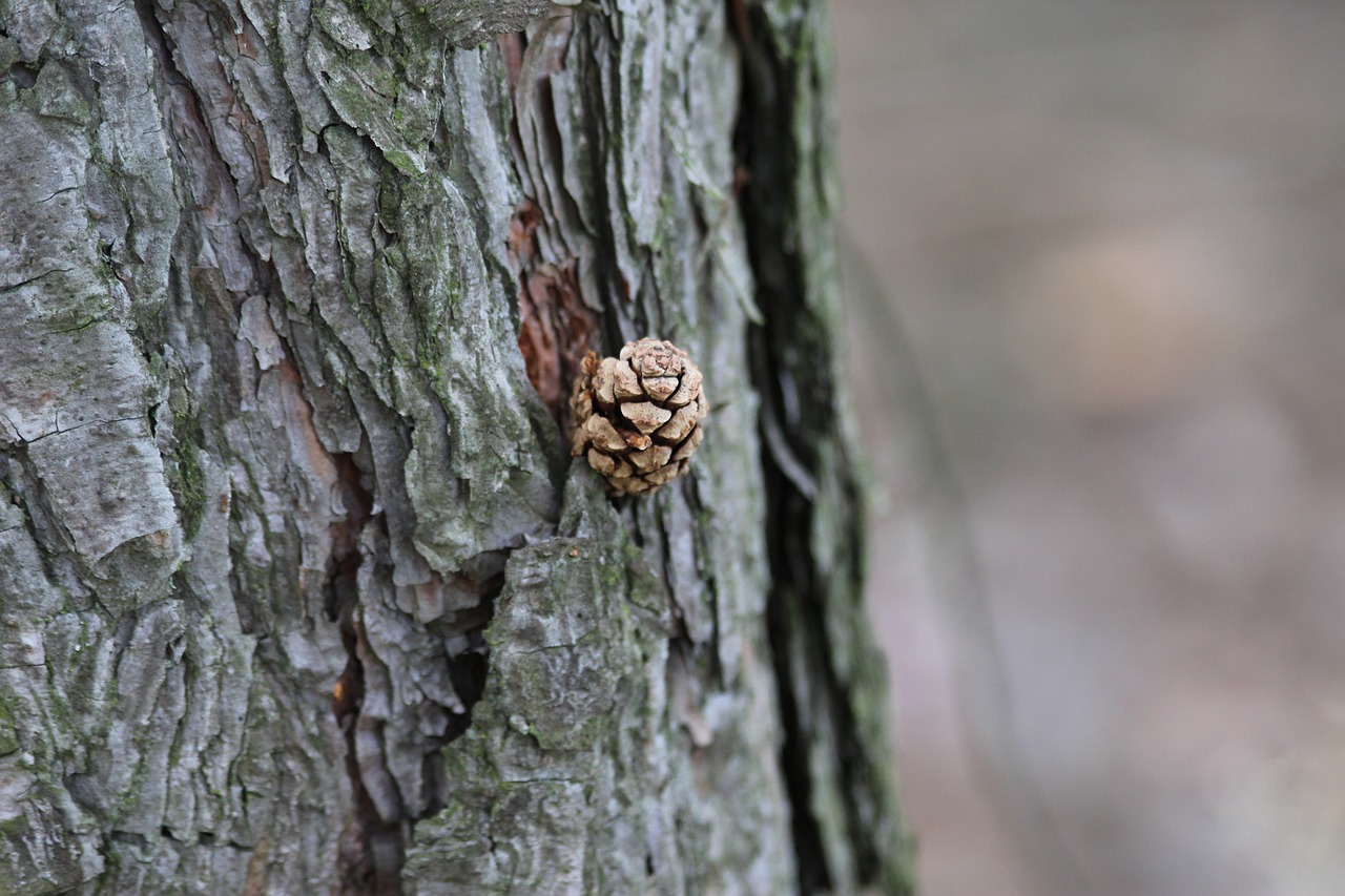 forest  crop  oak free photo