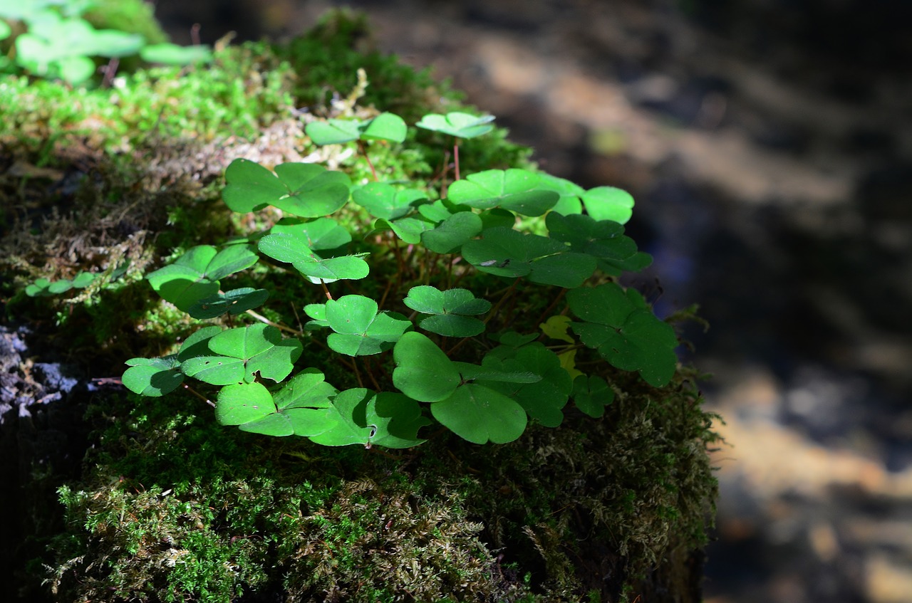 forest  moss  forest floor free photo