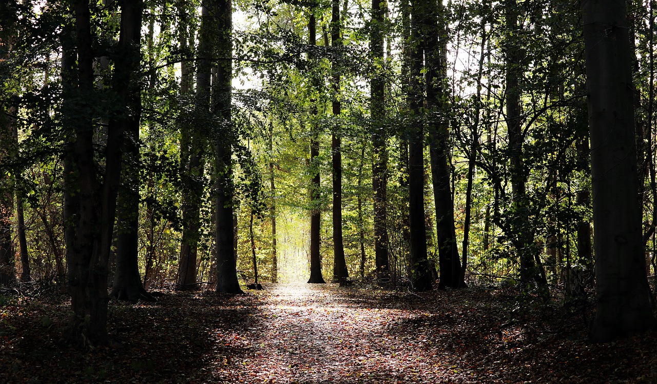 forest  forest path  nature free photo