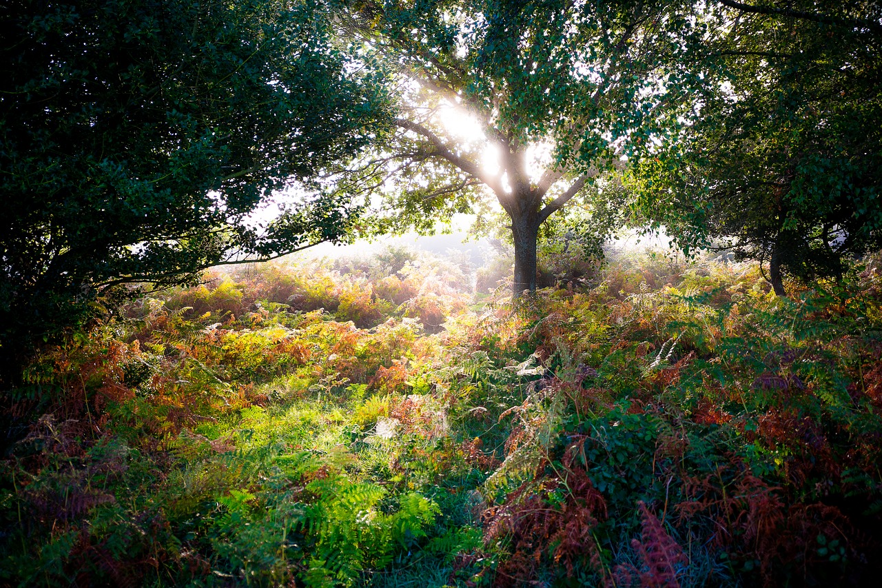 forest  autumn  nature free photo