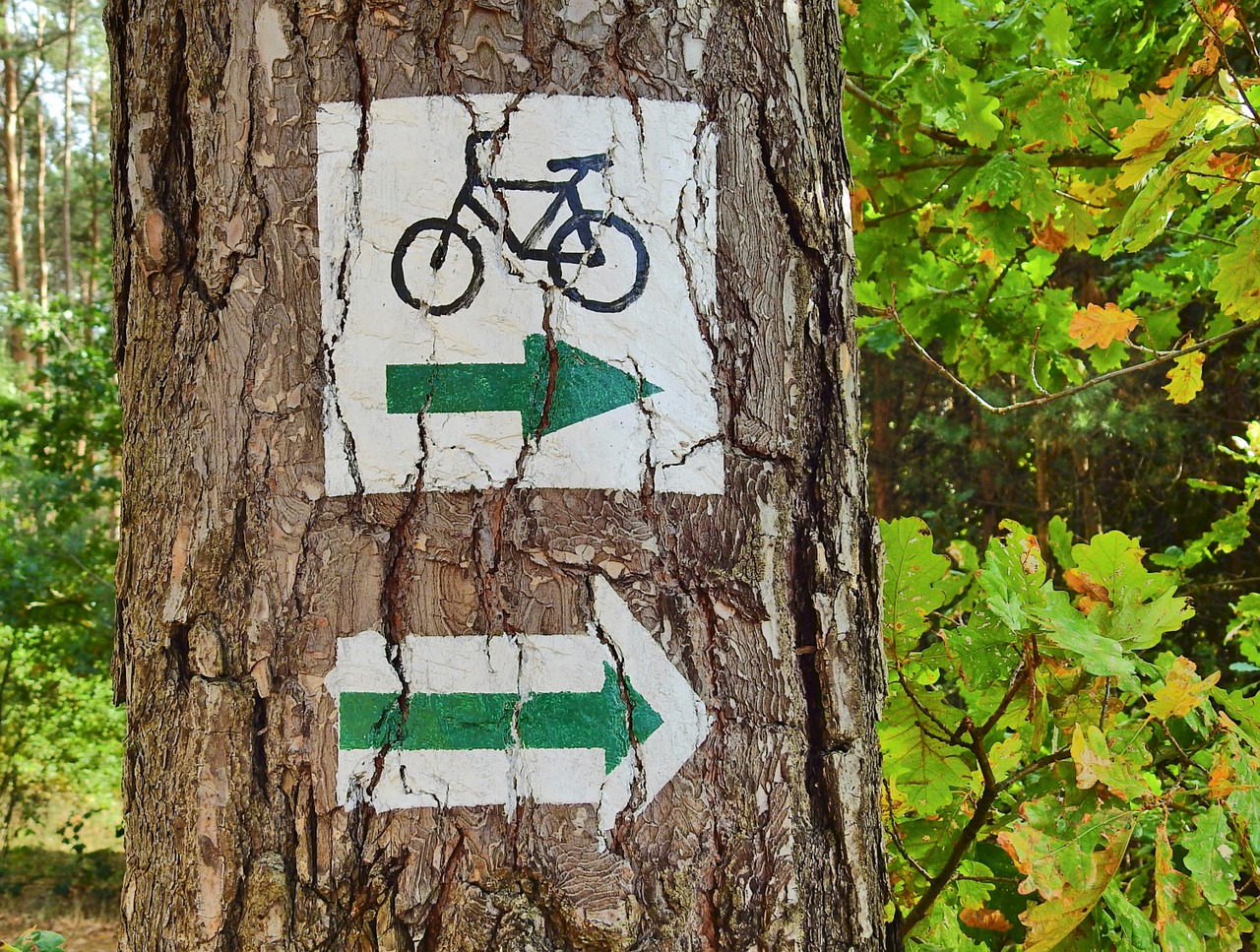 forest  cycle route  tourism free photo