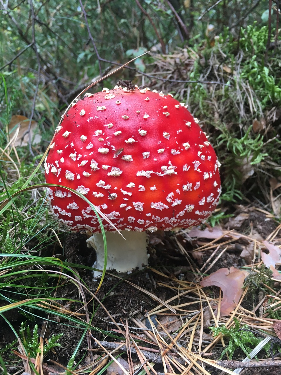 forest  mushroom  fly agaric free photo