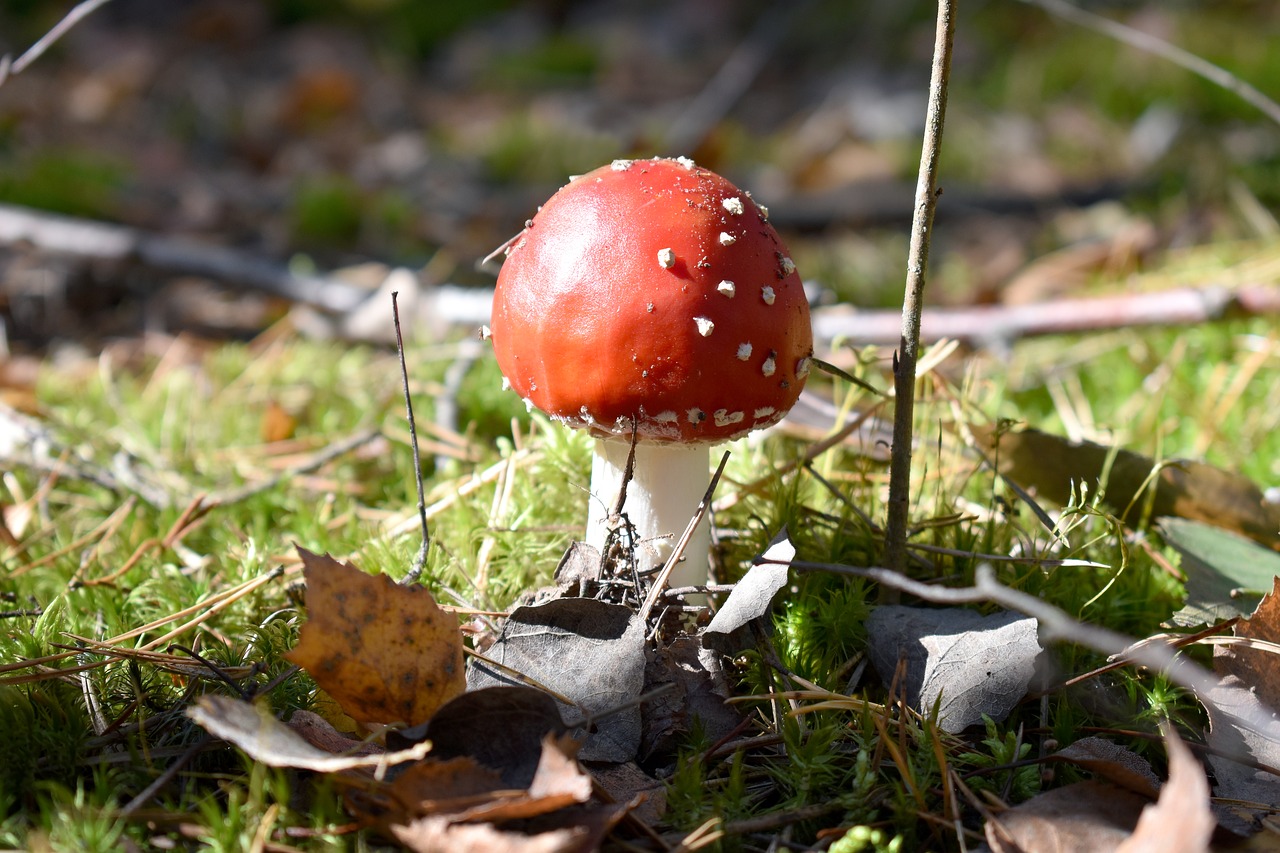 forest  amanita  nature free photo