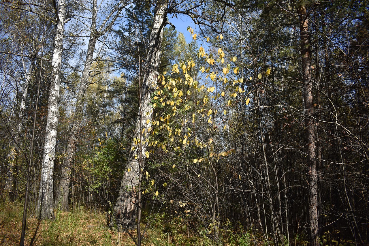 forest  autumn  birch free photo