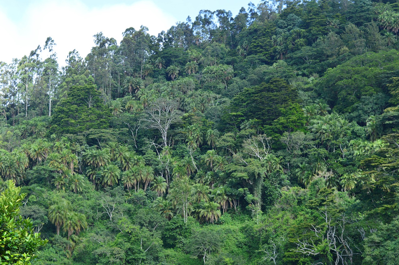 forest  trees  nature free photo