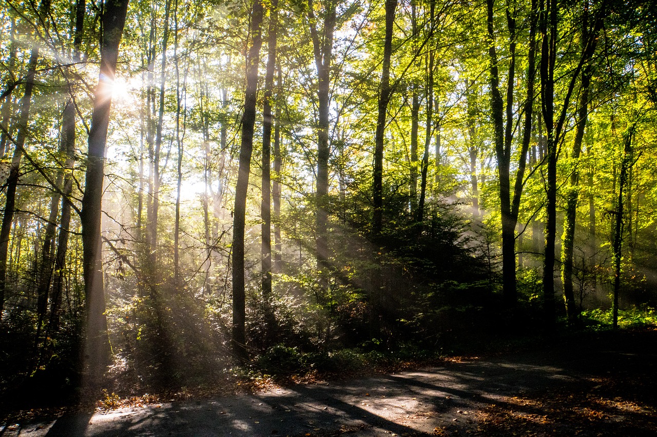 forest  autumn  sunbeam free photo