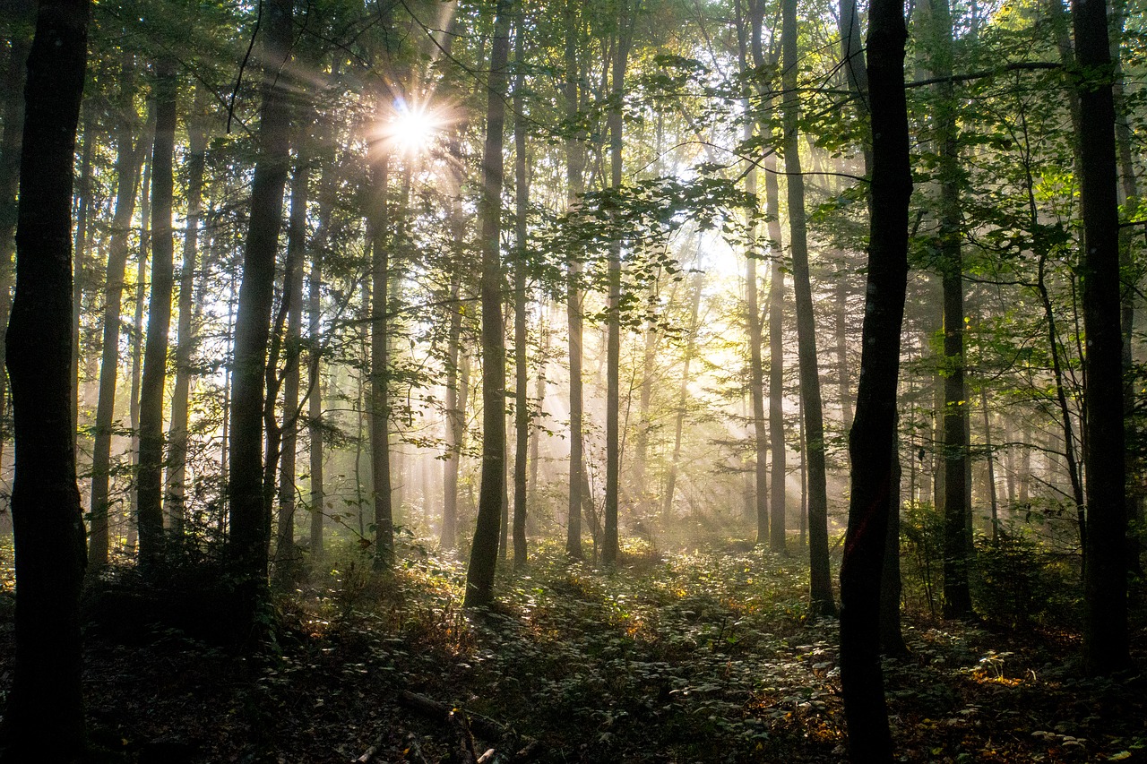 forest  autumn  sunbeam free photo