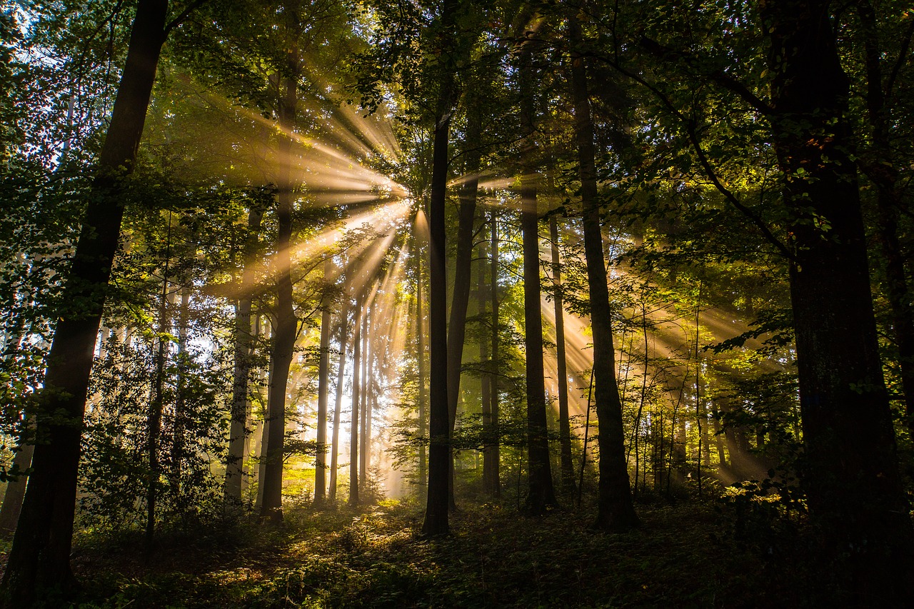 forest  autumn  sunbeam free photo