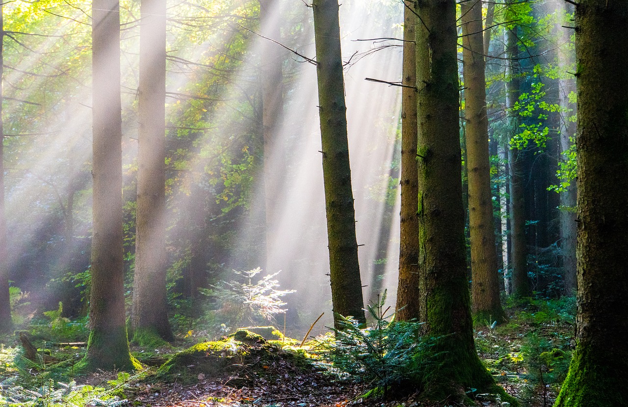 forest  autumn  sunbeam free photo