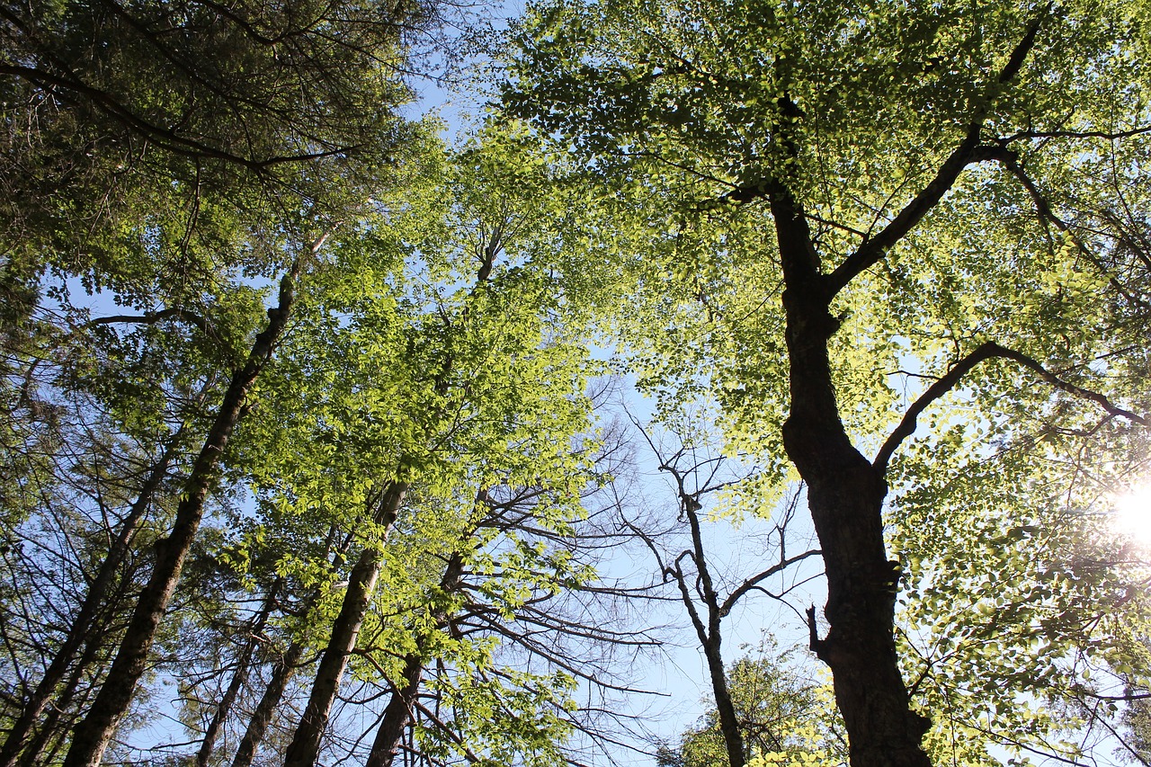 forest  trees  nature free photo