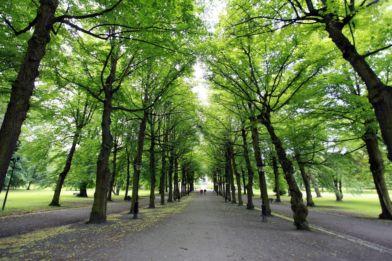 forest trees green free photo