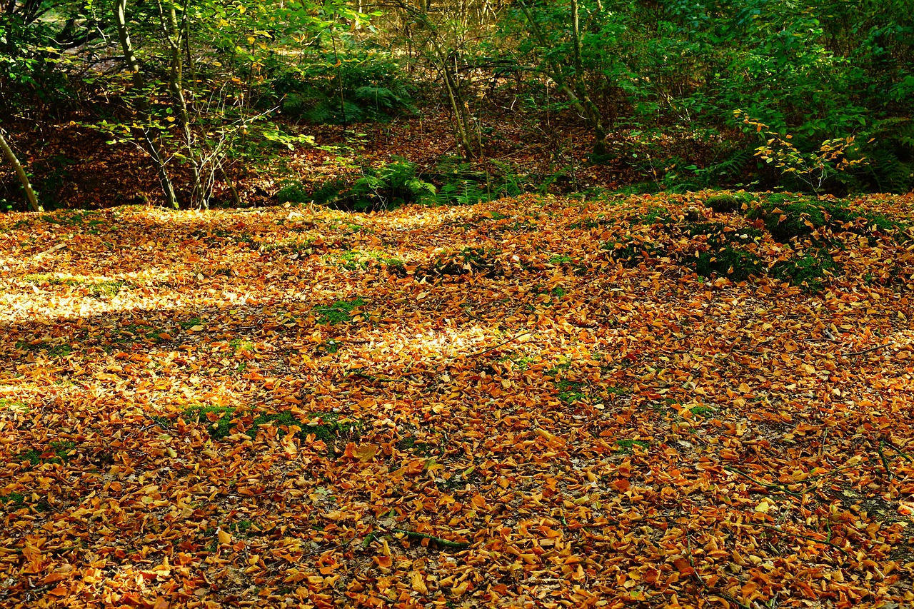 forest  forest floor  leaves free photo