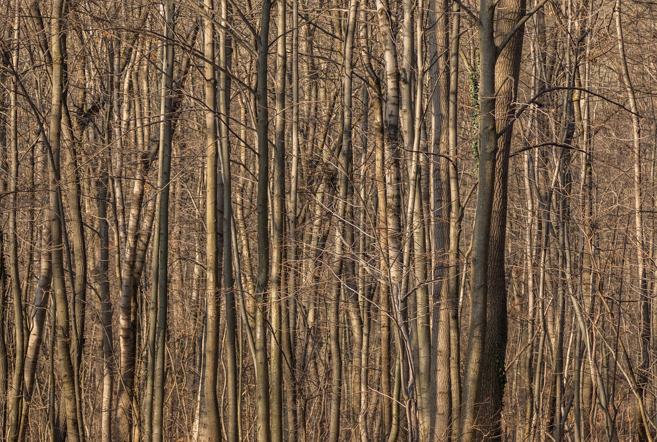 forest  autumn  tree trunks free photo