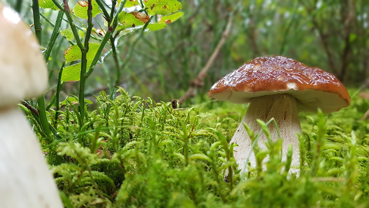 forest  mushroom  cep free photo