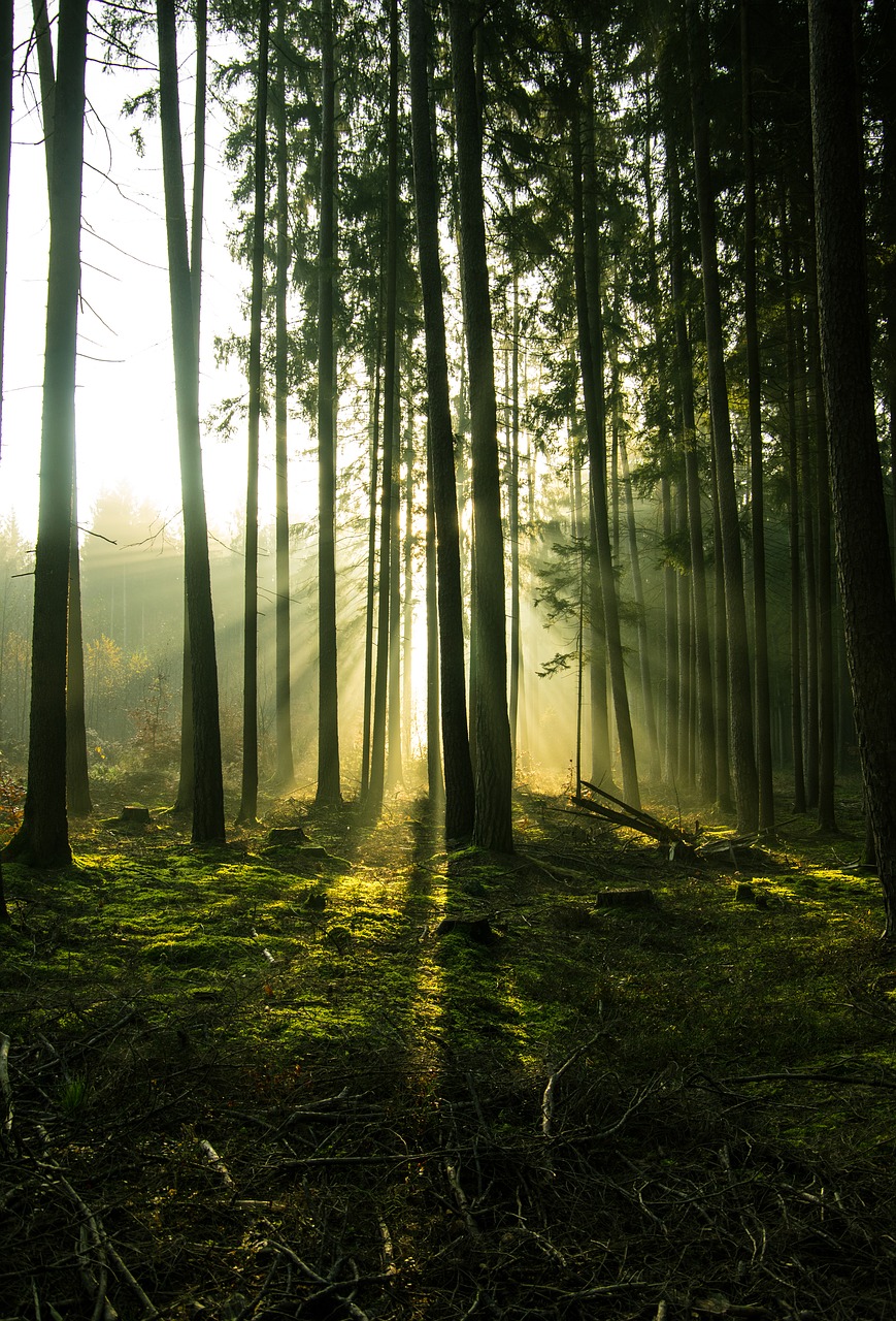 forest  trees  landscape free photo