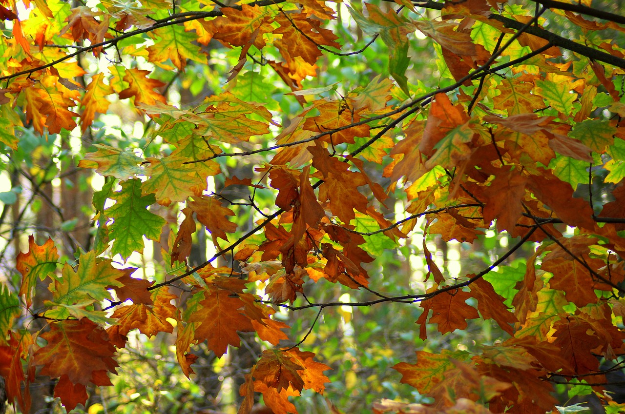 forest  in the fall  oak free photo