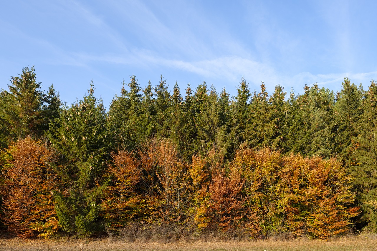 forest  trees  autumn free photo