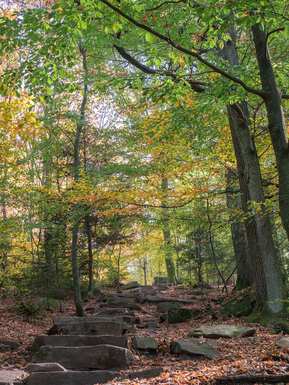 forest  trees  autumn free photo