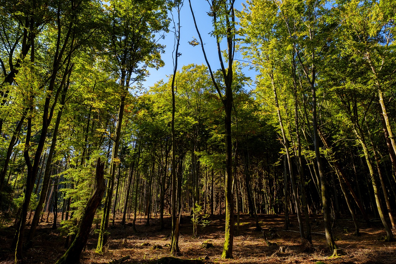 forest  trees  sun free photo