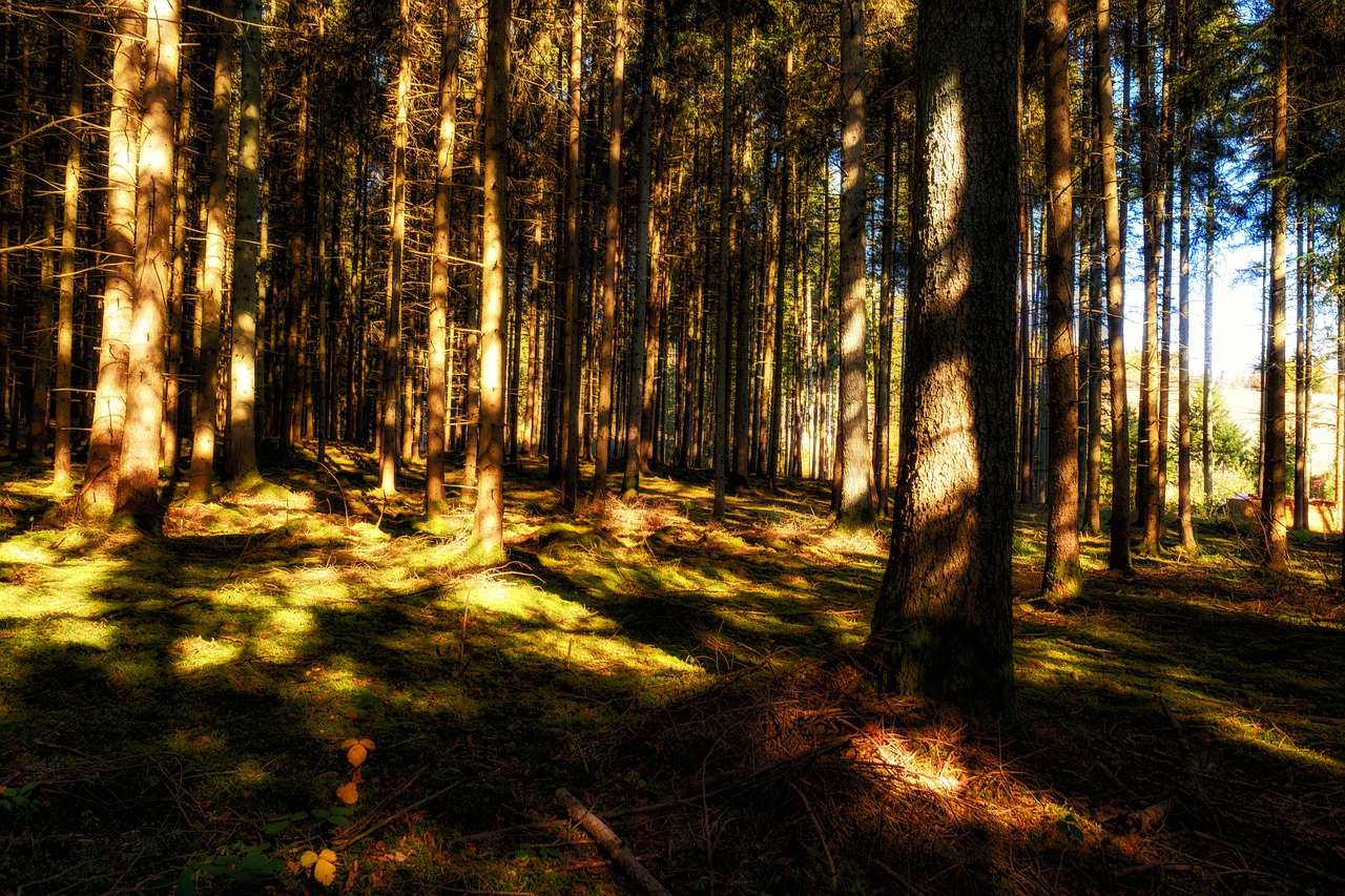 forest  trees  sun free photo